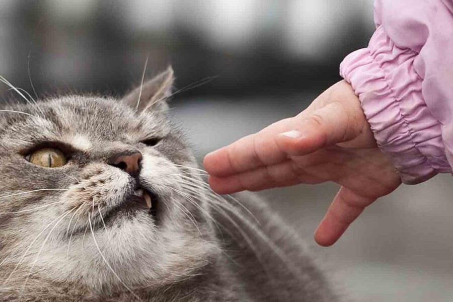 Nemoc z kočičího škrábnutí