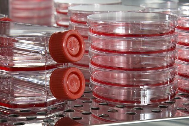 Jak HPV působí na buňky a jak je mění