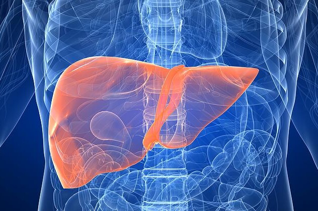 Játra a alkohol