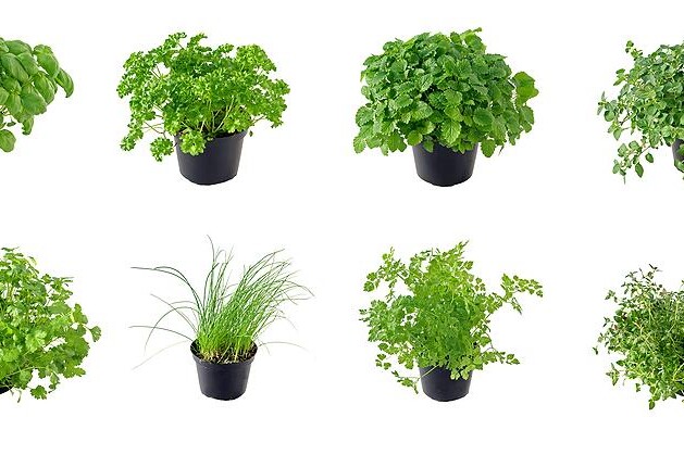 Bazalka, brutnák a cibule zimní