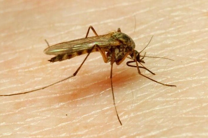 Kousnutí nebo bodnutí hmyzem