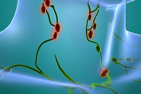 Lymfatické uzliny a cévy