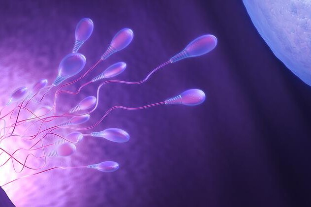 Oplodnění a otěhotnění