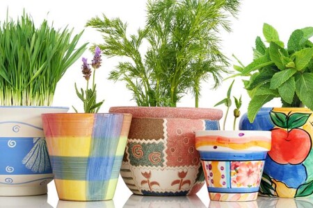 Rasca, koriandr a křen