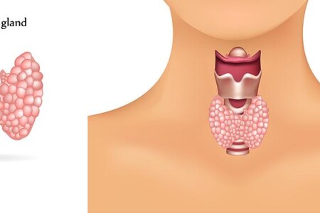 Štítná žláza  