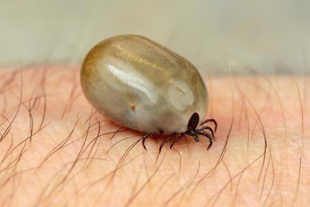 Klíšťová encefalitida  