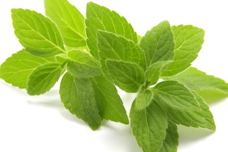 Kopřiva, máta a mateřidouška