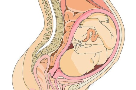 Děloha v těhotenství