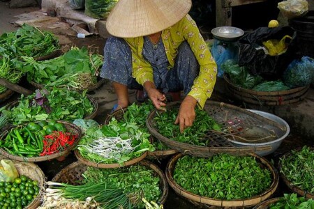 Rozmarýn, roketa, saturejka a šalvěj