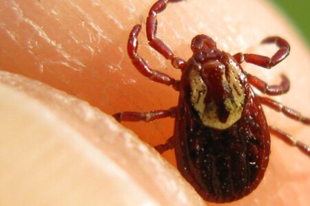 Horečka Skalistých hor