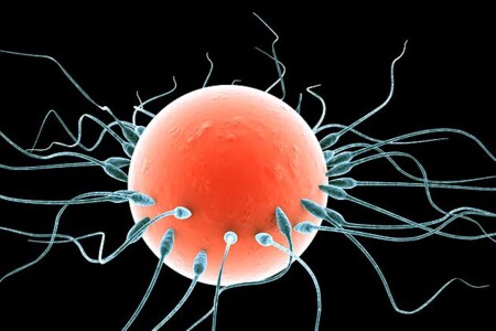 Dárcovství vajíček