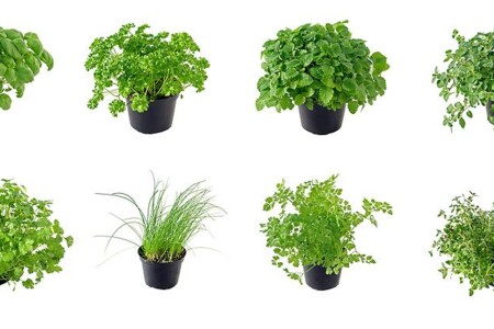 Bazalka, brutnák a cibule zimní