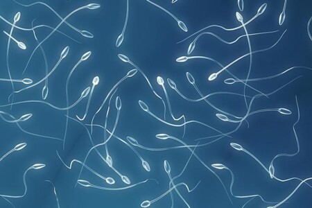 Dárcovství spermií