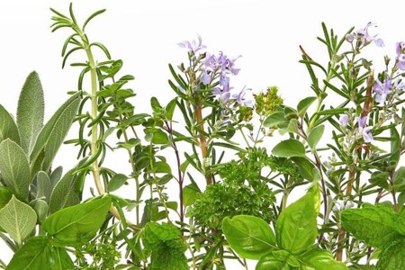 Bedrník, česnek a andělika