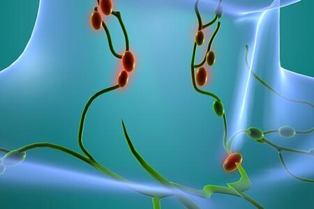 Lymfatické uzliny a cévy