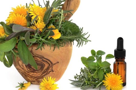 Celer, pampeliška, tymián a yzop