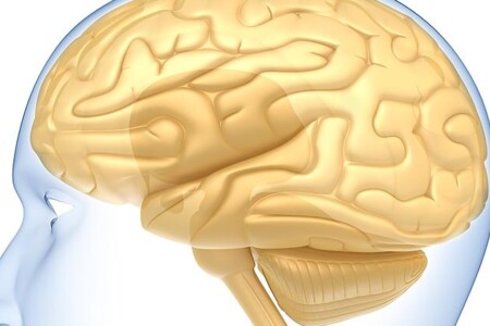 Hypofýza a hypothalamus