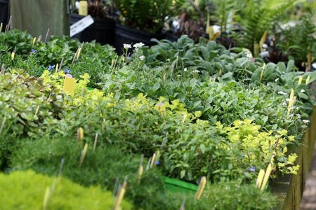 Pažitka, petržel, kopr a řeřicha